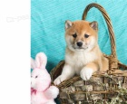 tata shiba inu