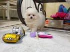 Mini pomeranian bez PP