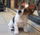 Jack Russell tata