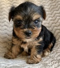 Rozko�n� a kr�sn� �t���tka miniaturn�ho yorkshire teri�ra na prodej.