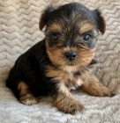 Rozko�n� a kr�sn� �t���tka miniaturn�ho yorkshire teri�ra na prodej.
