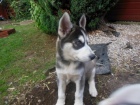 Rozko�n� sibi�sk� husky s kr�sn�mi modr�mi o�ima.