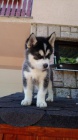 Rozko�n� sibi�sk� husky s kr�sn�mi modr�mi o�ima.