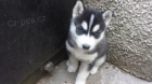Rozko�n� sibi�sk� husky s kr�sn�mi modr�mi o�ima.
