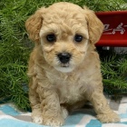 zdrav� �t��ata pudla na prodej.