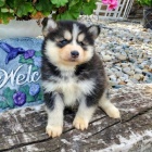 Prodej krsnch ps Pomskies (kenec plemene sibisk husky a pomeranian)