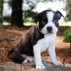 hygienicky a soci�ln� vycvi�en� �t��ata bostonsk�ho teri�ra na prodej.