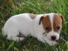 Kr�sn� a rozko�n� �t���tka Jack Russell na prodej.