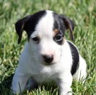 Kr�sn� a rozko�n� �t���tka Jack Russell na prodej.