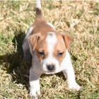 Kr�sn� a rozko�n� �t���tka Jack Russell na prodej.