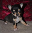 kr�sn� �ivava mini