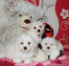 VAKCINOVAN� miniaturn� maltsk� �t���tka na prodej.