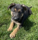 �t��ata n�meck�ch ov��k� na prodej