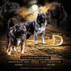 Kavkazsk� ov��k �t��ata