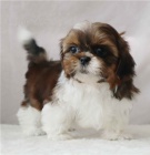 radostn tata shih tzu