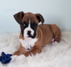 Kr�sn� �t��ata n�meck�ho boxera na prodej