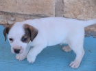 zdrav� �t��ata jack russell na prodej.