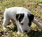 zdrav� �t��ata Jack Russell TERI�R na prodej.