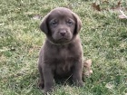 tata labradorskho retrvra k adopci