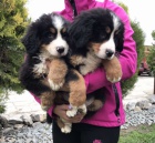 �t��ata bernsk�ho sala�nick�ho psa