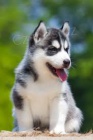sibi�sk� husky
