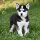 sibi�sk� husky