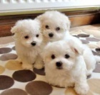 fantastick� maltsk� �t��ata