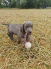 Weimaraner (Whippet) tata k dispozici