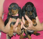 ern a oplen tata coonhound k adopci