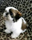 kr�sn� �t��ata shih tzu