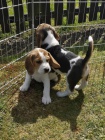 �t��ata Beagle p�ipravena