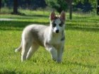 Sibi�sk� husky �t��ata na prodej.