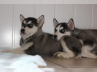 Sibi�sk� husky