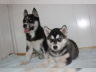 Sibi�sk� husky