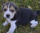 adoptovat �t��ata beagle