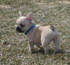 Francouzsk� buldo�ek na prodej.