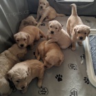 Zlat� retr�vr �t��ata.