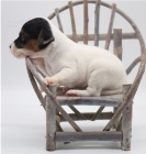 mazlit se jack russell tata