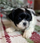 krsn tata shih tzu