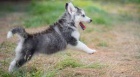 sibi�sk� husky