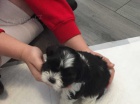 Roztomil tata shih tzu