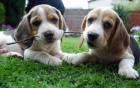 K dispozici �t��ata Beagle