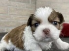 tata shih tzu