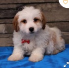 krsn tn bernedoodle k adopci