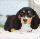 krsn tn beagle k adopci