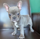 Francouzsk� buldo�ek �t��ata