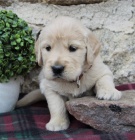 ڞasn� �t��ata zlat�ho retr�vra na prodej.