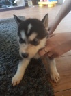 Na prodej roztomil� sibi�sk� husky