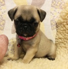 Kr�sn�, o�kovan� a od�erven� b�ov� �t���tka mops� na prodej.