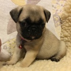 Kr�sn�, o�kovan� a od�erven� b�ov� �t���tka mops� na prodej.